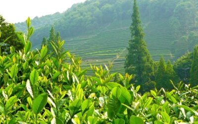 Portrait des Plantations d’Excellence : Visite des Domaines Produisant le Meilleur Thé Rwandais
