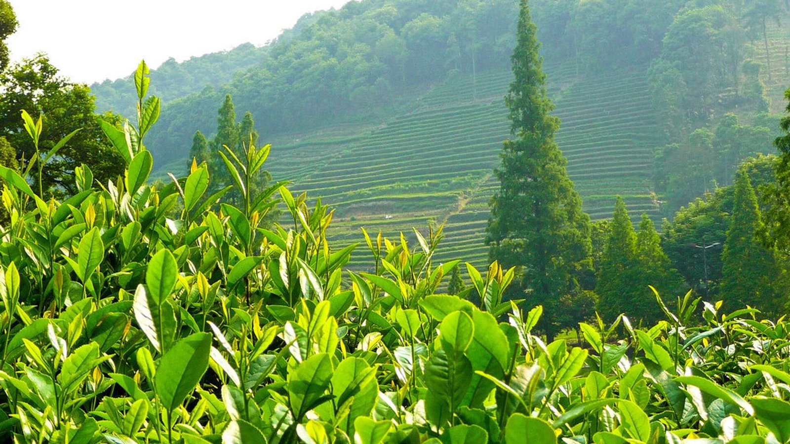 Grande plantation de thé Afrik tea Coffee