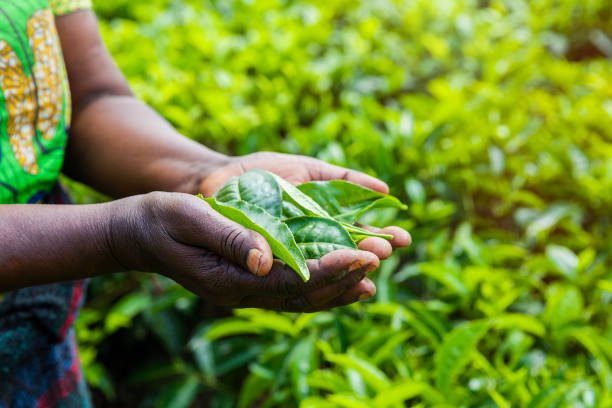 Close up on womans hands holding tea leaves she picked at the plantation