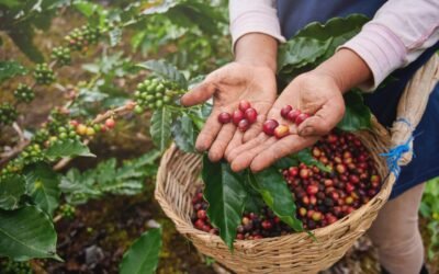 Portraits de femmes dans l&rsquo;industrie du café africain