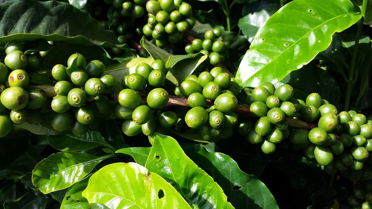 café – Afrik – tea