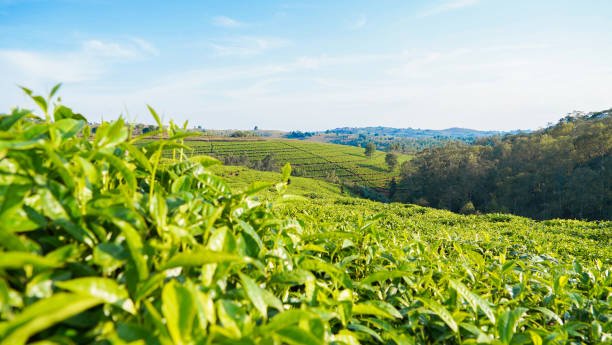A crop of Burundi tea leaves Sweet to drink but great to see too