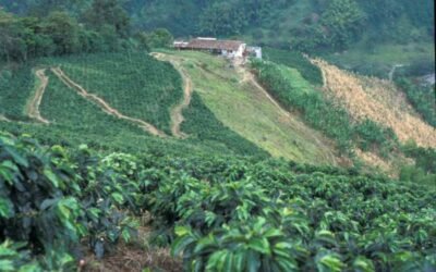 Les grandes nations caféières africaines : Histoire, traditions et excellence