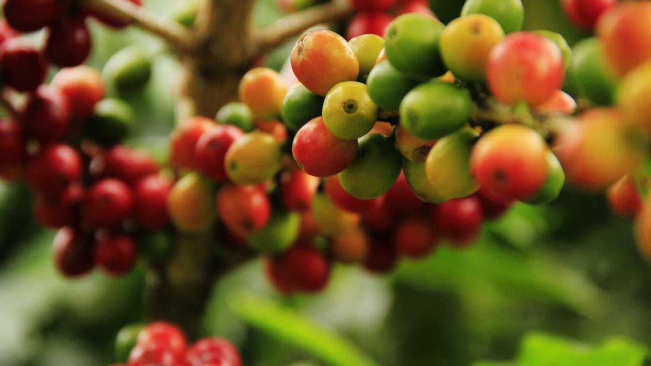 coffee-grains-1474601