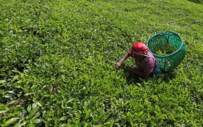 Les Géants de l&rsquo;Or Vert : Les Meilleures Entreprises Productrices de Thé au Rwanda