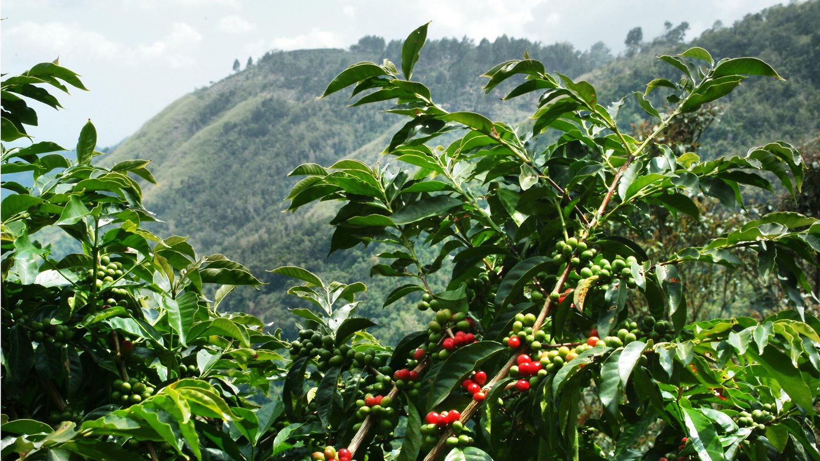 mountain-coffee-tree -Afrik Tea coffee
