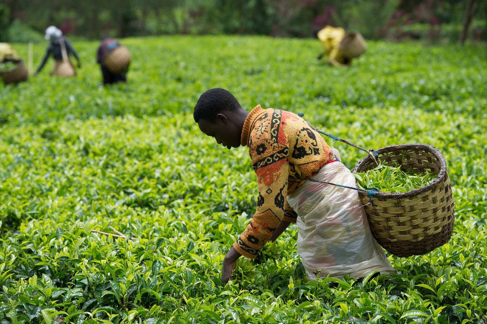 rwanda thé