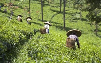 L&rsquo;Histoire du Thé Rwandais : De ses Origines Coloniales à son Excellence Mondiale