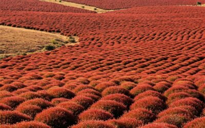 Le thé rouge Rooibos : l&rsquo;or rouge d&rsquo;Afrique du Sud et ses bienfaits millénaires